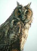 Long-eared Owl