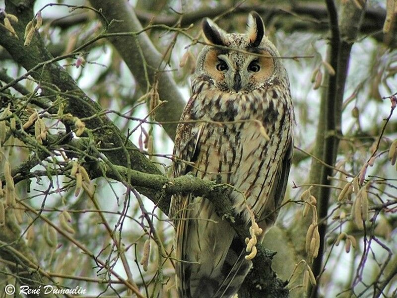 Hibou moyen-duc