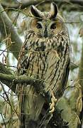 Long-eared Owl