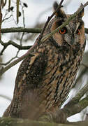 Long-eared Owl