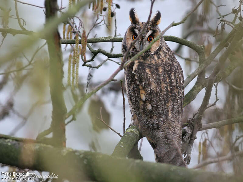 Hibou moyen-ducadulte, pigmentation