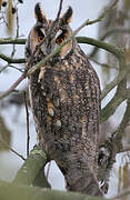 Long-eared Owl