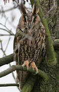 Long-eared Owl