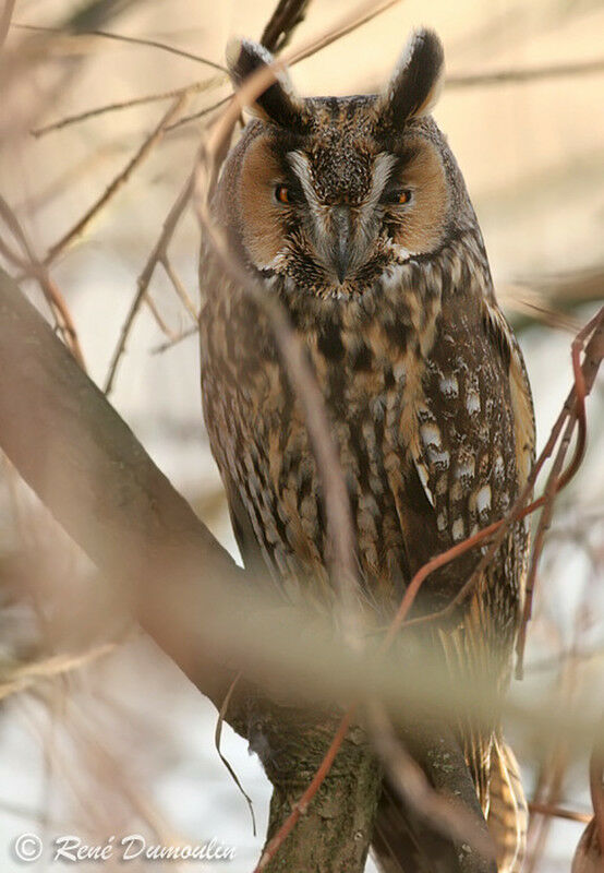 Long-eared Owladult, identification