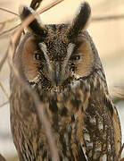 Long-eared Owl