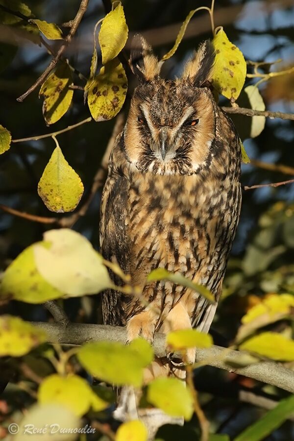 Hibou moyen-duc, identification