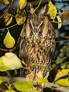 Long-eared Owl