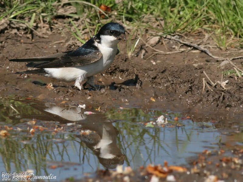 Common House Martinadult