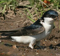 Western House Martin