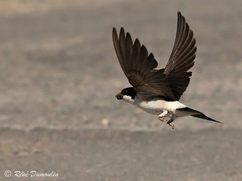 Western House Martin, identification, Flight, Behaviour