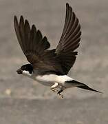 Western House Martin