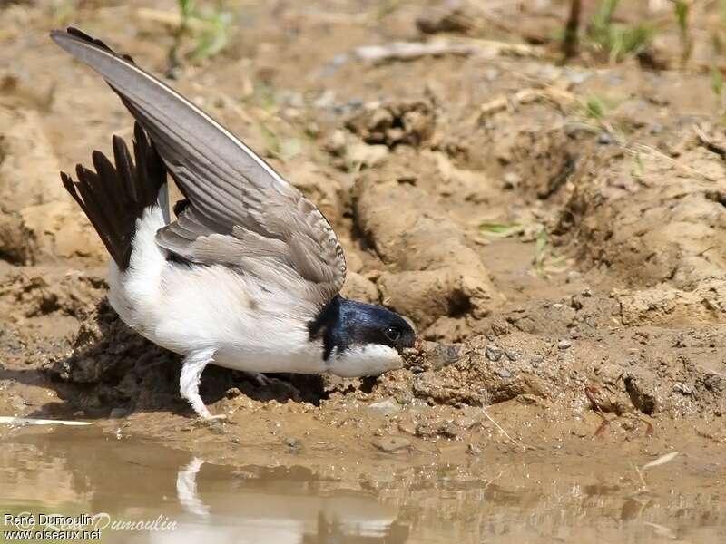 Western House Martinadult, Reproduction-nesting, Behaviour