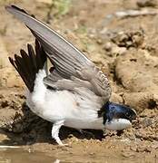 Western House Martin