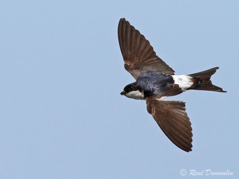 Common House Martinadult, Flight