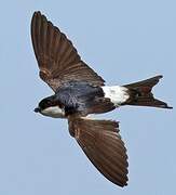 Western House Martin