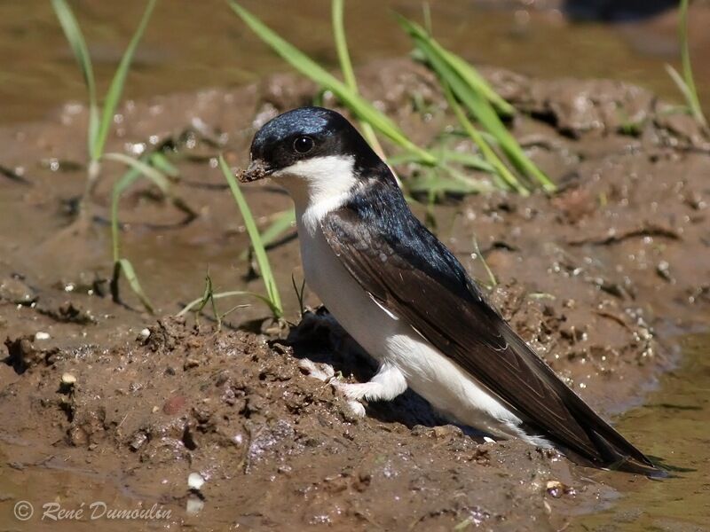 Common House Martinadult, Behaviour