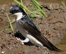 Western House Martin