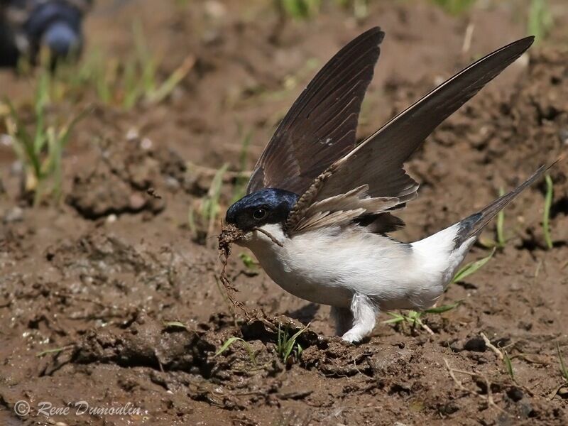 Common House Martinadult, Behaviour