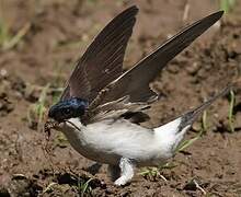 Common House Martin