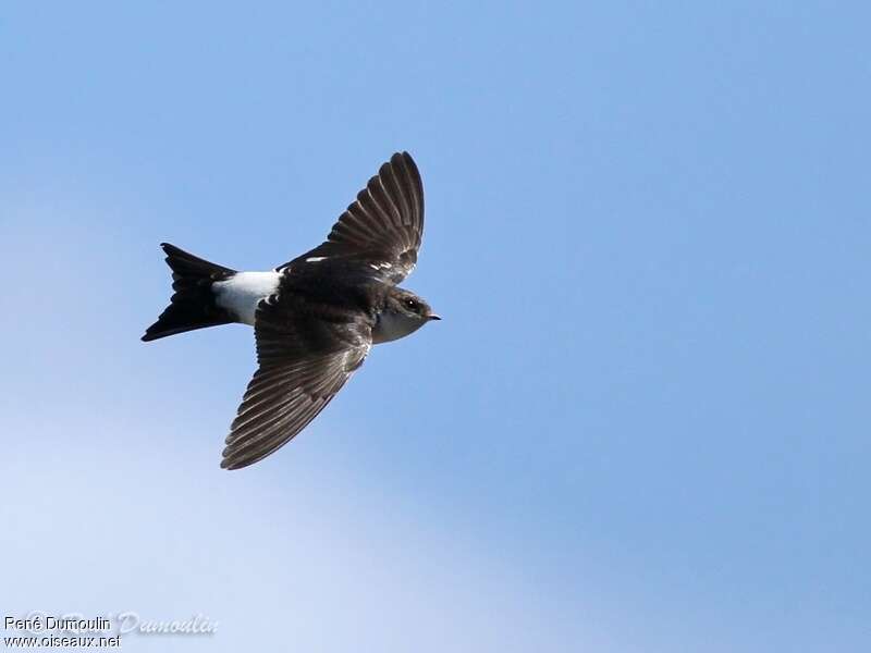 Common House Martinadult, Flight