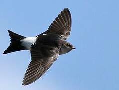 Western House Martin