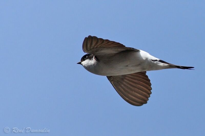 Western House Martinadult, Flight