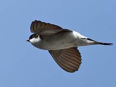 Common House Martin