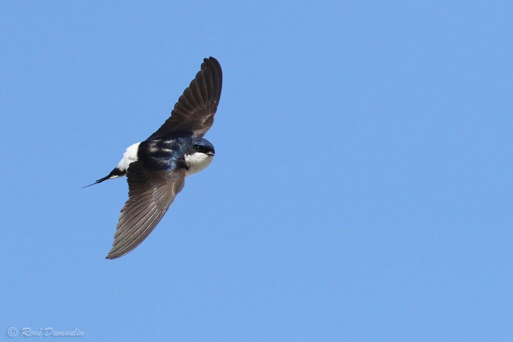 Common House Martinadult breeding, Flight