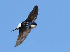 Western House Martin