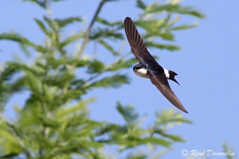 Western House Martinadult, Flight