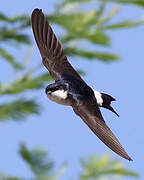 Common House Martin