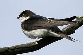 Common House Martin