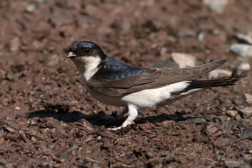 Common House Martinadult, identification, Behaviour