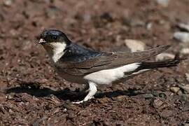 Western House Martin