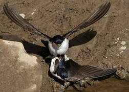 Western House Martin