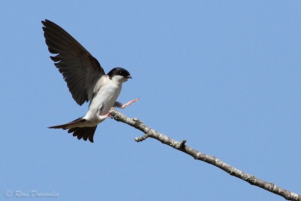 Common House Martinadult, Flight