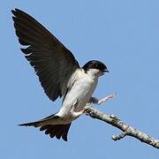 Western House Martin