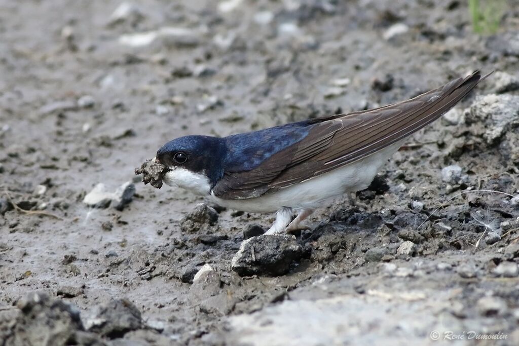 Western House Martinadult, identification, Reproduction-nesting