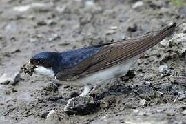 Common House Martin