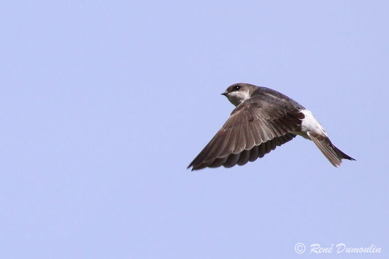 Common House Martinjuvenile, Flight