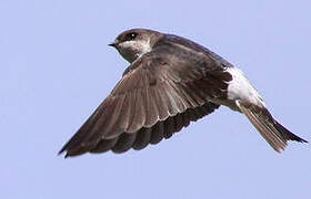 Common House Martin