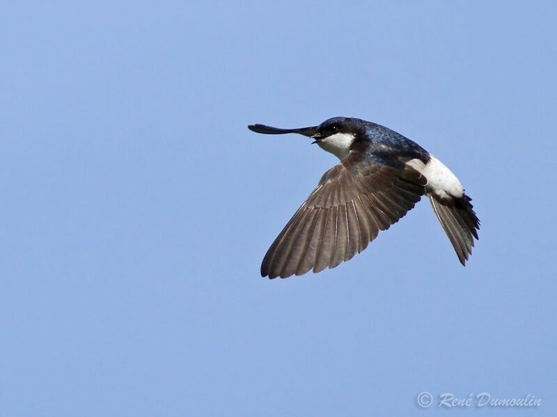 Western House Martinadult, Flight