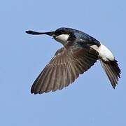 Western House Martin