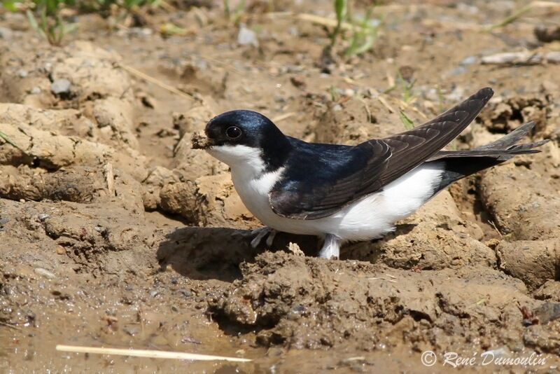 Common House Martinadult, identification, Behaviour