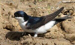 Common House Martin