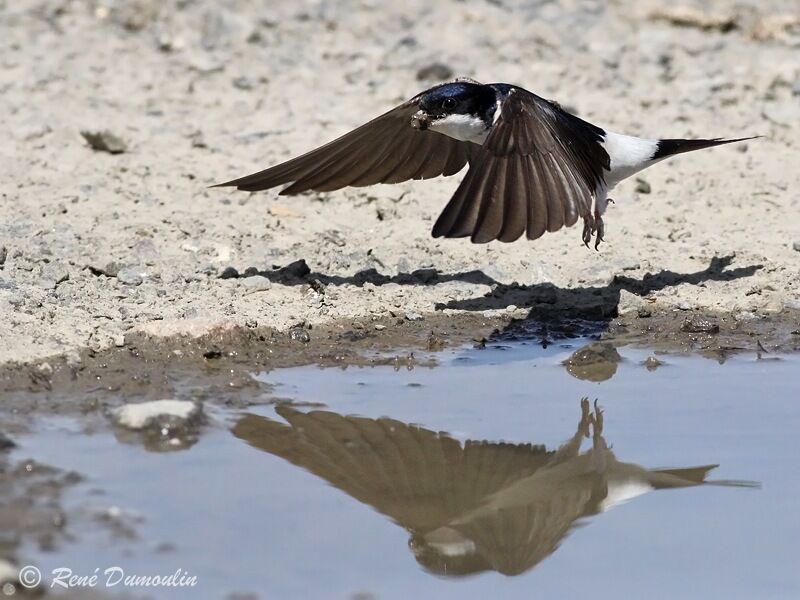 Western House Martinadult, identification, Flight, Behaviour