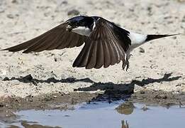 Western House Martin