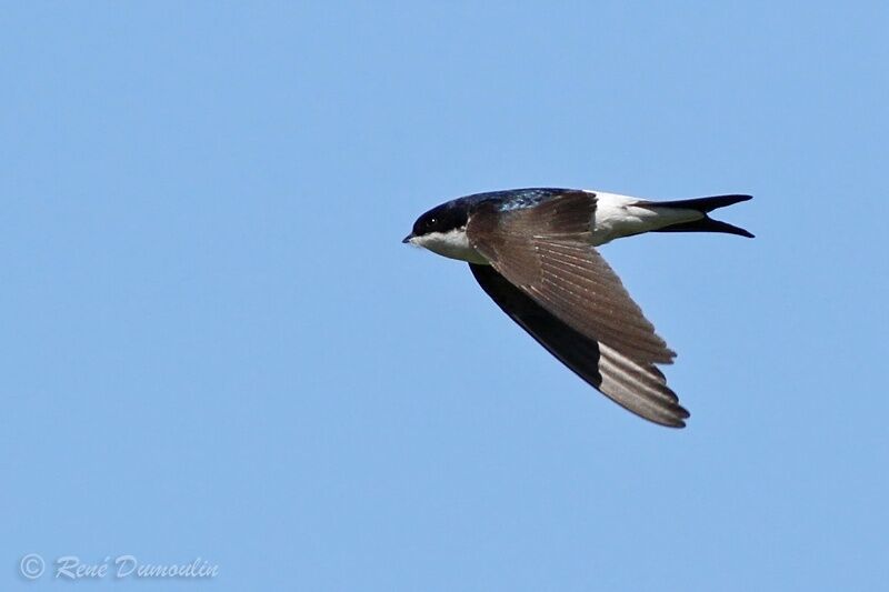 Western House Martinadult, Flight