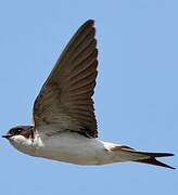 Common House Martin