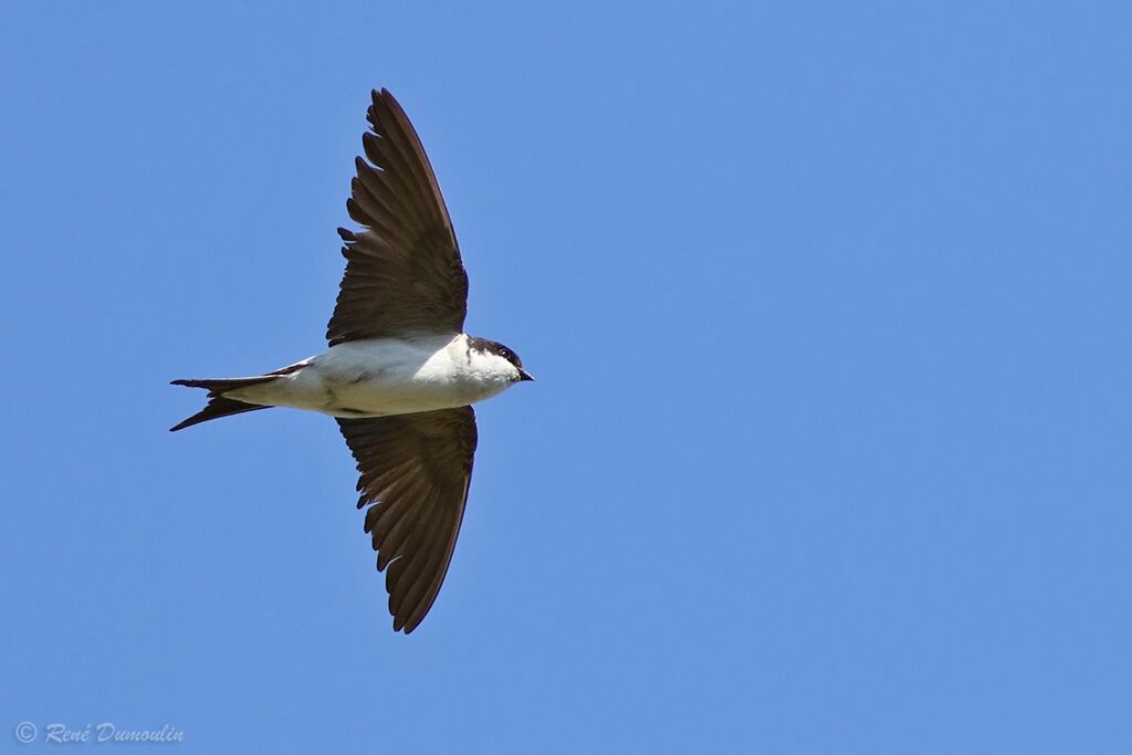 Western House Martinadult breeding, Flight